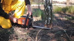 Best Tree Maintenance Programs  in Munford, TN