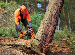 Best Lot and Land Clearing  in Munford, TN