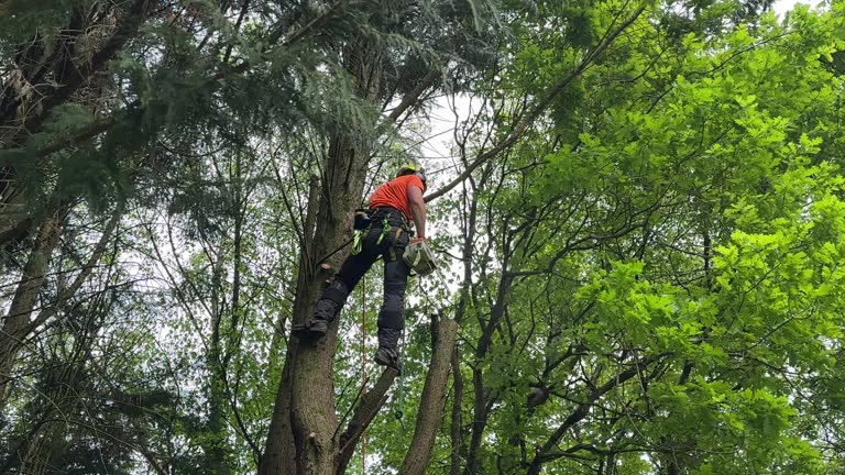 Reliable Munford, TN Tree Services Solutions